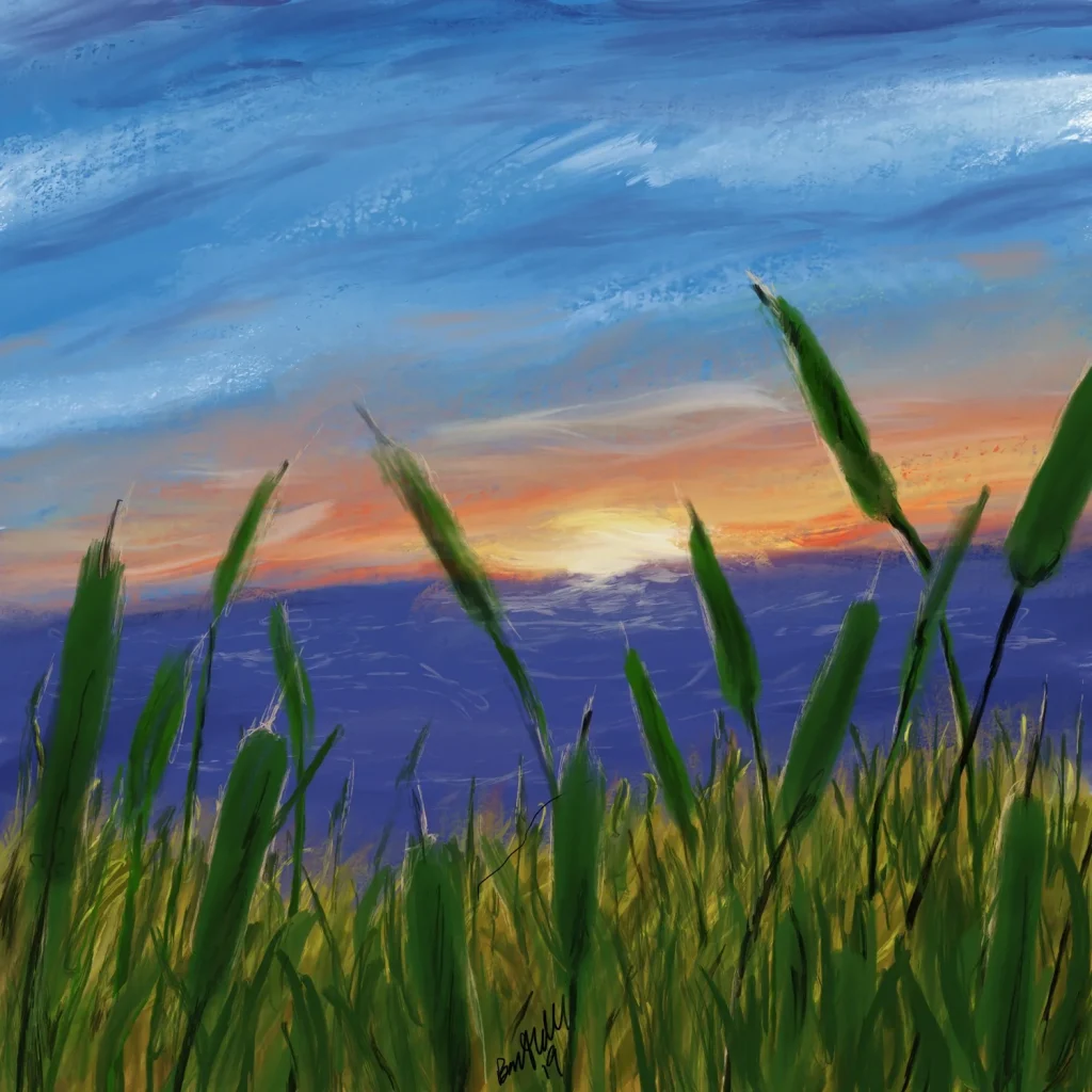 Cat Tail Sunset